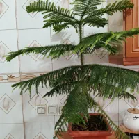 کاج مطبق|گل و گیاه طبیعی|دهگلان, |دیوار