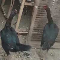 مرغ لاری سیاه قلم سبز چشم سفید