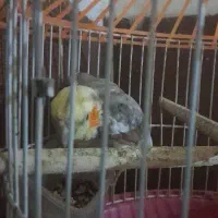 عروس هلندی ماده فروشی