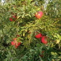 فروش باغ۱۵ساله ومستقلات|فروش زمین و ملک کلنگی|سرخنکلاته, |دیوار