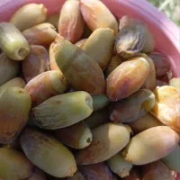 رطب سعمران