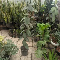 گل برگ عبایی و فیکوس|گل و گیاه طبیعی|مشهد, توس (بلوار توس)|دیوار