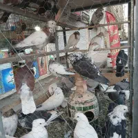 کبوتر دونه ای 110 تومن|پرنده|مشکین‌دشت, |دیوار