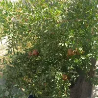 باغچه-ویلایی