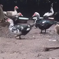 فروش اردک اسراییلی نر درشت وسنگین وزن|حیوانات مزرعه|بابلسر, |دیوار