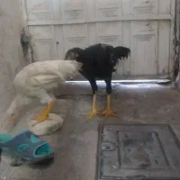 لاری مفت قیمت مناسب|حیوانات مزرعه|اقبالیه, |دیوار