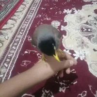 مرغ مینا