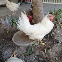 مرغ برای سر بریدن وقربونی