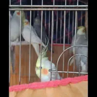 طوطی|پرنده|رباط‌کریم, رباط‌کریم|دیوار