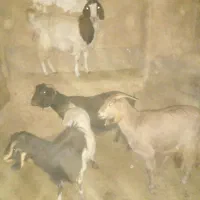 بزدورگ ابستن