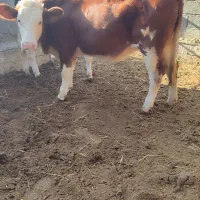 تلیسه مونت سیمینتال قرمز شرابی جنس|حیوانات مزرعه|گمیشان, |دیوار