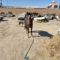 اسب ۴ ساله نر