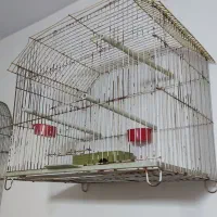 قفص میناونرغ عشق