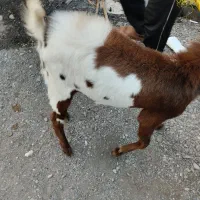 دوعدتت نری بزرگ۱۸۵۰۰ویکی نسبت کوچک۷۵۰۰|حیوانات مزرعه|میناب, |دیوار