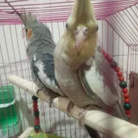 عروس هلندی سالم سر حال