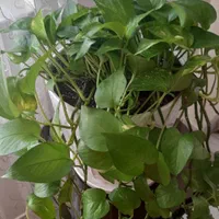 گل پتوس نئون|گل و گیاه طبیعی|شیراز, ارم|دیوار
