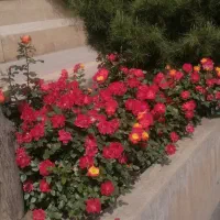 خدمات باغبانی|خدمات باغبانی و درختکاری|قم, پردیسان|دیوار