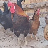 دیچ|پرنده|سوسنگرد, |دیوار
