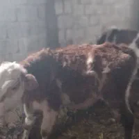 گوساله|حیوانات مزرعه|قره ضیاالدین, |دیوار