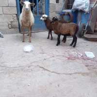 گوسفند رومانونف دوقلو|حیوانات مزرعه|گنبد کاووس, |دیوار