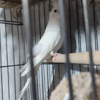 عروس هلندی آلبینو مهر.. لوتینو تک خال زعفرونی ماده|پرنده|تایباد, |دیوار