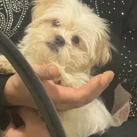 پت ۲ ماهه شیتزو مالیتیز