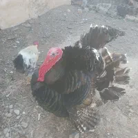 ۳عددبوقلمون