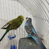 یک جفت مرغ عشق زیبا