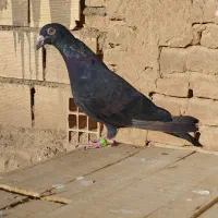 زاغ|پرنده|شاهرود, |دیوار