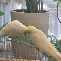 عروس هلندی تک خال|پرنده|تهران, سازمان برنامه جنوبی|دیوار