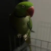 شاه طوطی