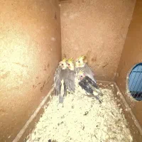 عروس هلندی|پرنده|مشهد, عامل|دیوار