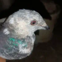 دوعددکبوتر جوقی وابلغ|پرنده|هامون, |دیوار