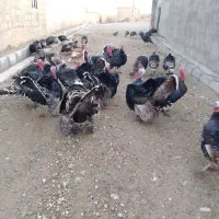 بوقلمون آماده برای شب یلدا|حیوانات مزرعه|دیواندره, |دیوار