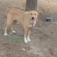 سگ ماده فروشی