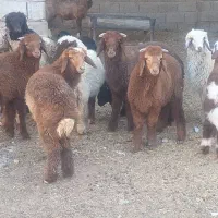 ۵ عدد بره نروماده