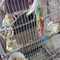 فروش عروس هلندی