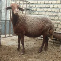 گوسفند چاق جوان پروار شده