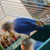 طوطی بریزیلی نژاد خاص جوان