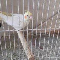 دوعددعروس نر