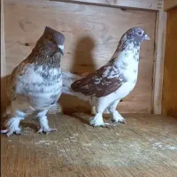 کبوتر|پرنده|اسلامشهر, شهرک احمدیه|دیوار