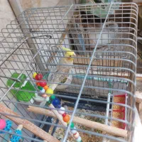 عروس هلندی