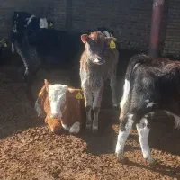 گوساله سیمینتال نر|حیوانات مزرعه|بوئین زهرا, |دیوار