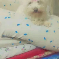 حیوان خانگی