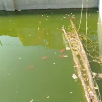 اوکازیون فروش ماهی قرمز مولد به تعدادی محدود|ماهی|گلبهار, بیزکی|دیوار