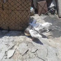 حیوانات خانگی|حیوانات مزرعه|آبدانان, |دیوار