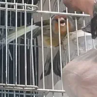 سهره قناری ابلغ سفید