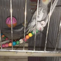 یک جفت عروس هلندی نروماده