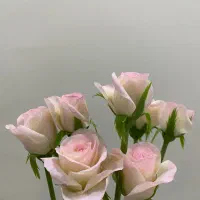 رز های قالبی مخملی