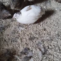 بلدرچین  دو ماهه